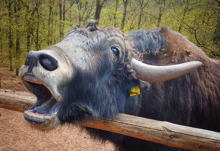 Buffalo animal nopeople close-up nature