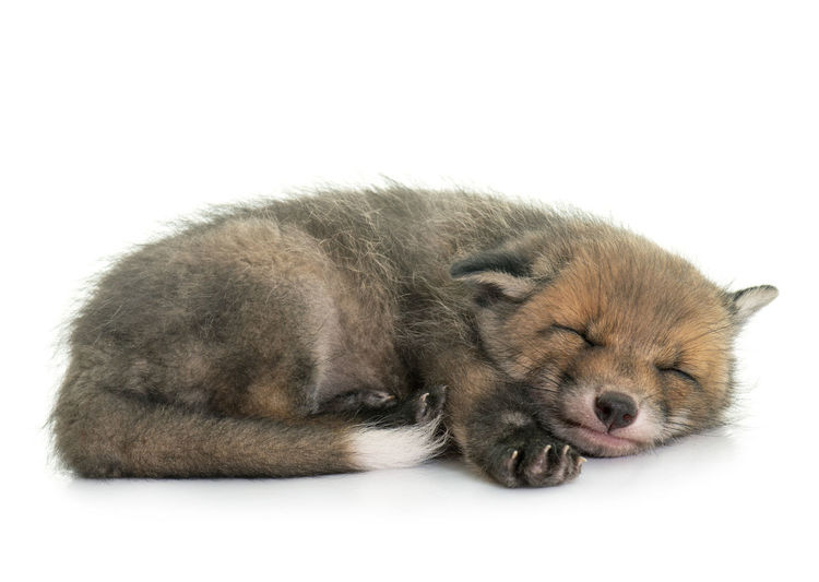 Close-up of fox pup sleeping over white background