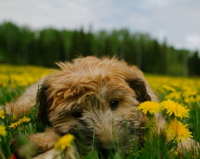 Portrait of soft-coated wheaten terrier in yellow dandelion flower field