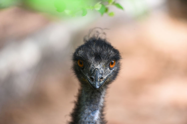 Close-up portrait of emu