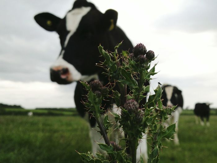 Close-up of thistle plant against cow on field