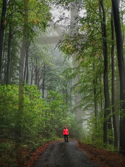 Rear view of person walking in forest during rainy season