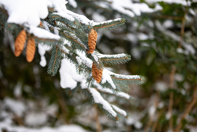 Close-up of frost on tree branch