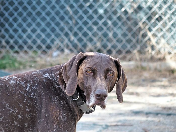 Close-up portrait of german short-haired pointer on sunny day