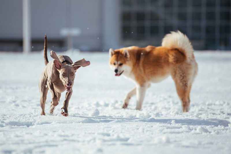 Dogs running on snow covered land