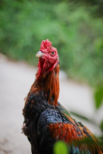 Domestic rooster looks handsome and healthy part.