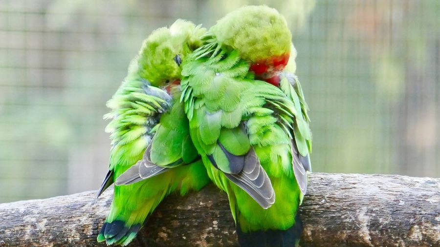 Close-up of parrots perching on wood