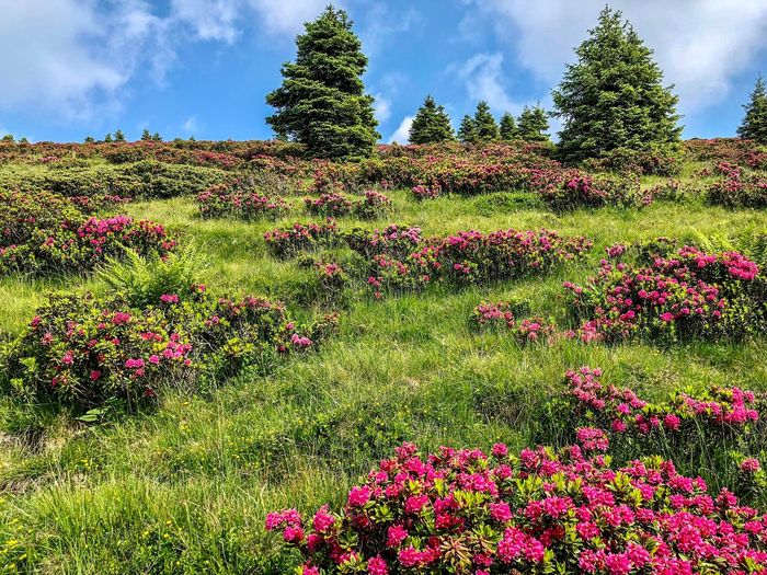 Scenic view of pink flowering plants on land against sky