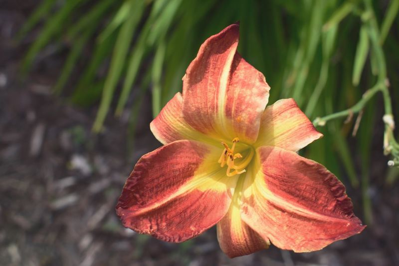 Close-up of day lily