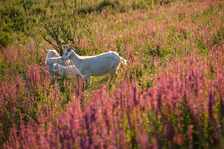 Goats in field of flowers