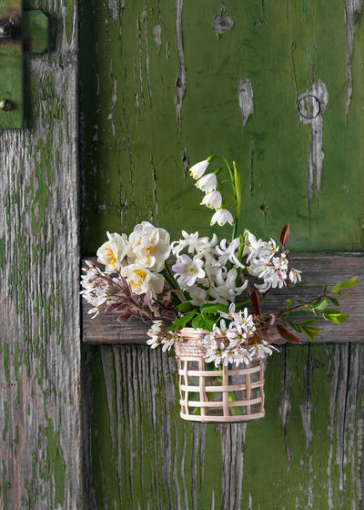Close-up of white flowering plants by fence