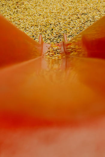 Close-up of yellow flower