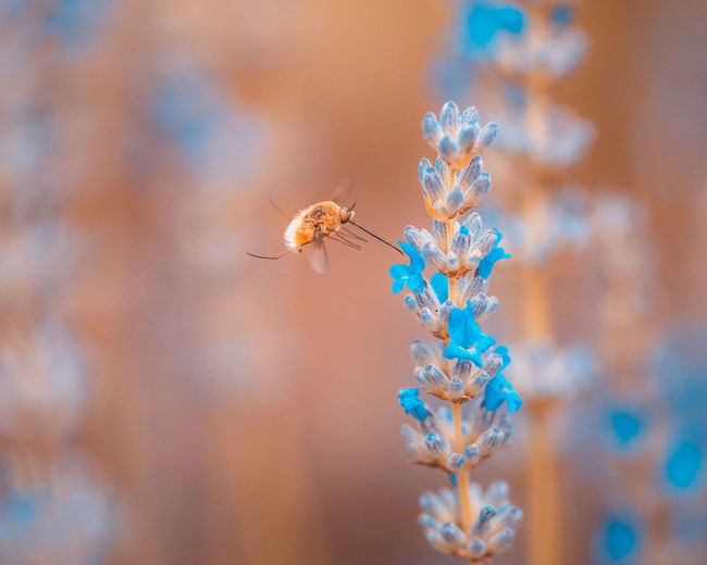 Bombylius on lavender flowers with natural bokeh background.