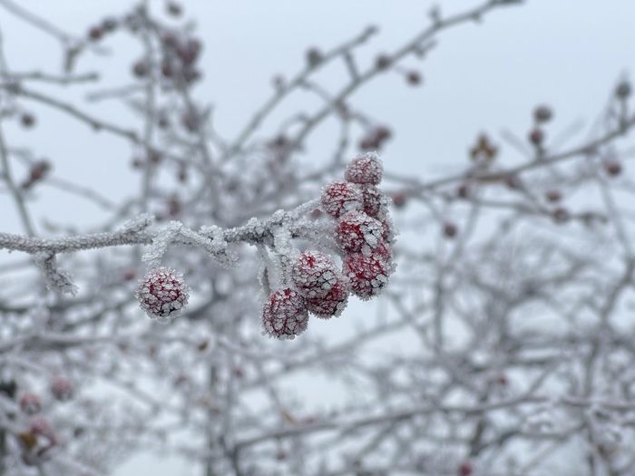 Close-up of snow covered cherry tree