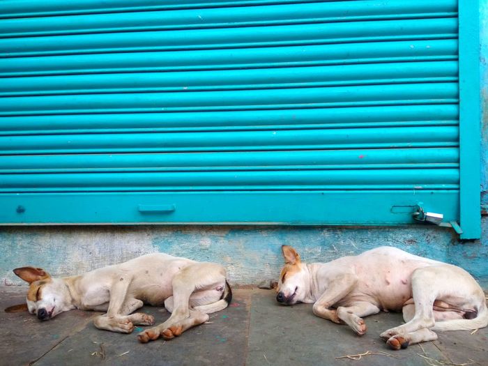 Twin dogs sleeping on closed shutter