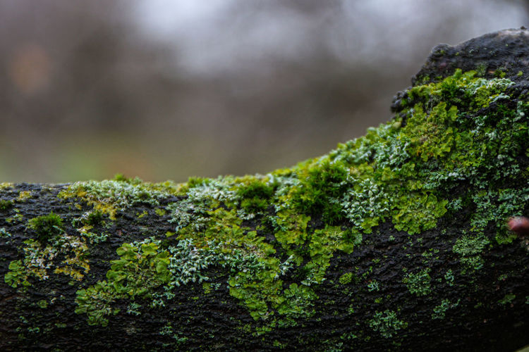 Close-up of moss growing on tree trunk