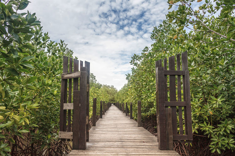 Boardwalk amidst mangrove trees against sky