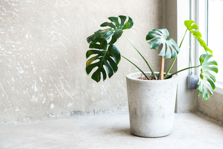Close-up of potted plant against window