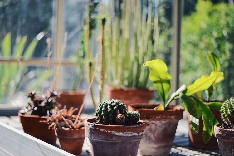 Potted cactus plants in greenhouse