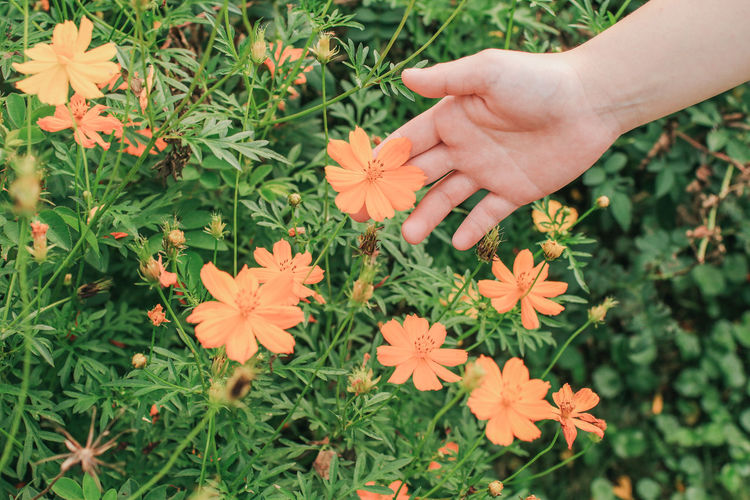 Cropped hand touching flowers in field