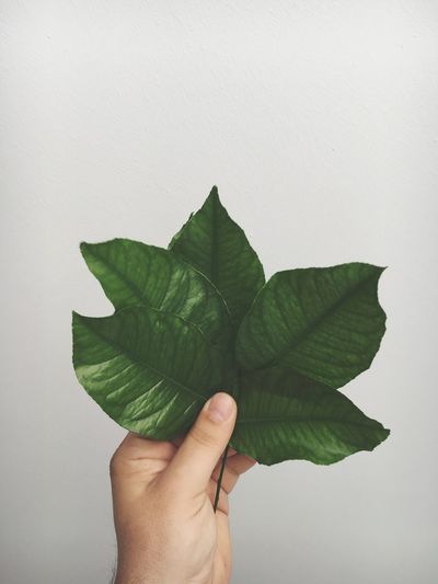 Cropped hand holding leaves by white wall