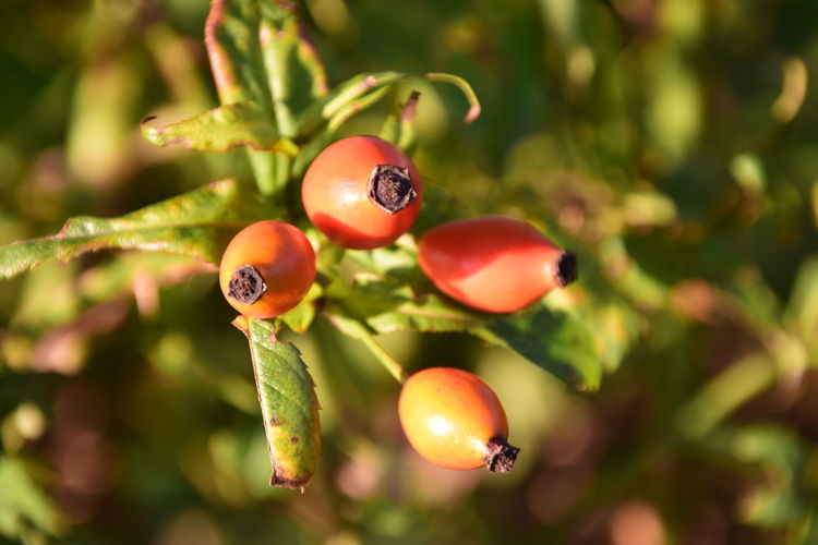 Close-up of ladybug on plant