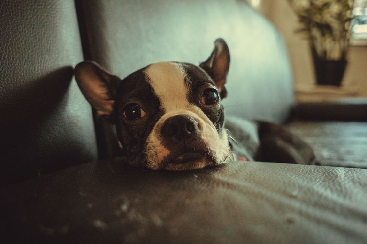 Portrait of dog resting on sofa at home