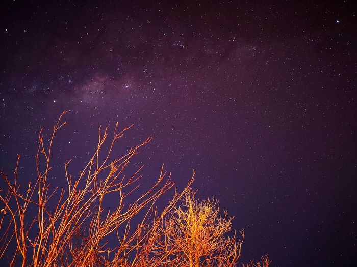 Low angle view of tree against star field at night