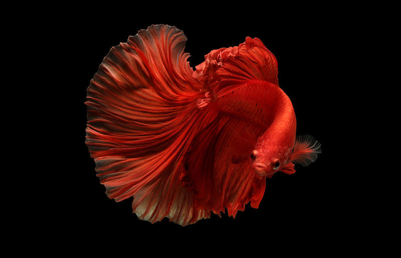 Close-up of siamese fighting fish against black background