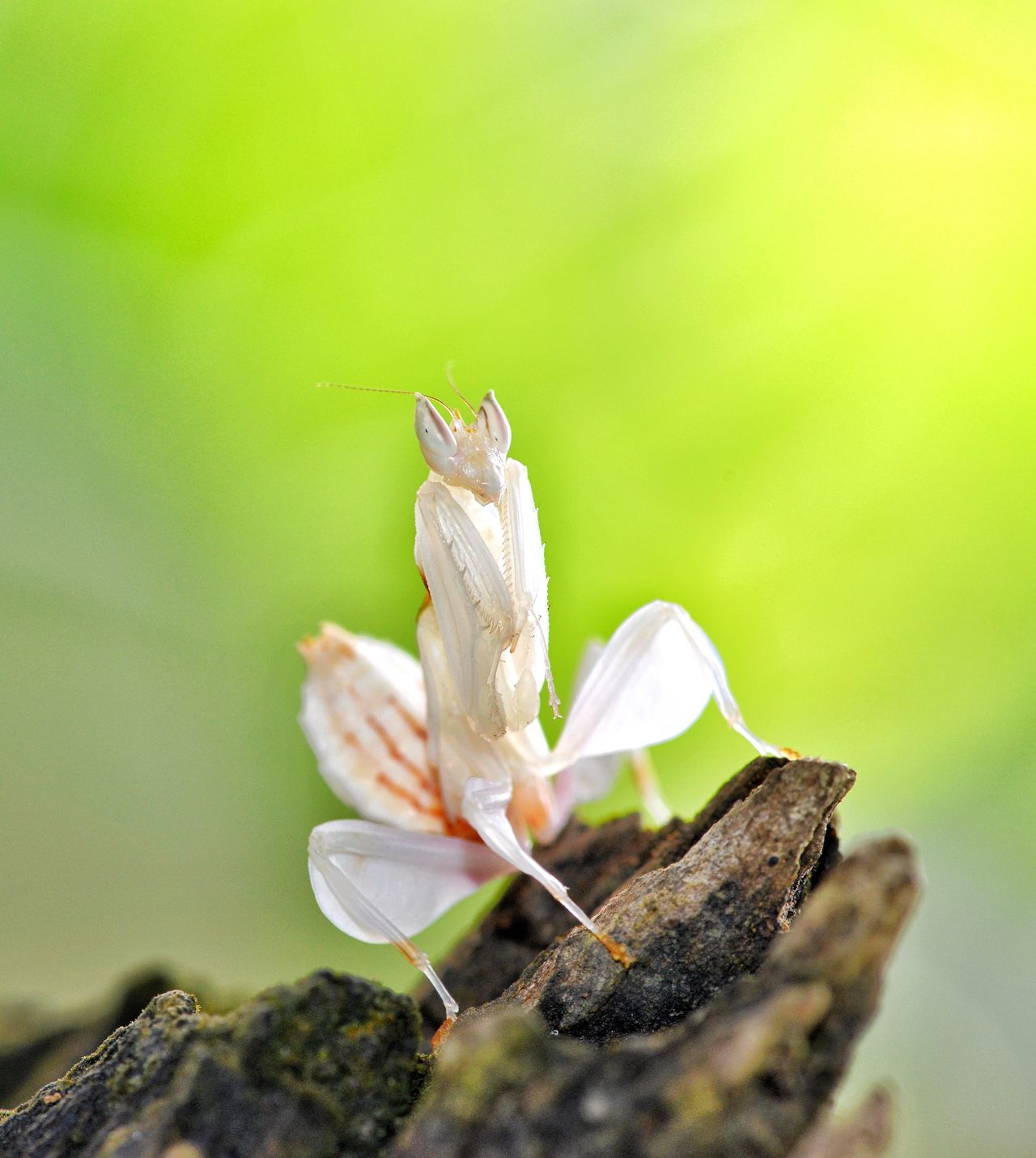 Page 5 Of Praying Mantis Pictures Curated Photography On Eyeem