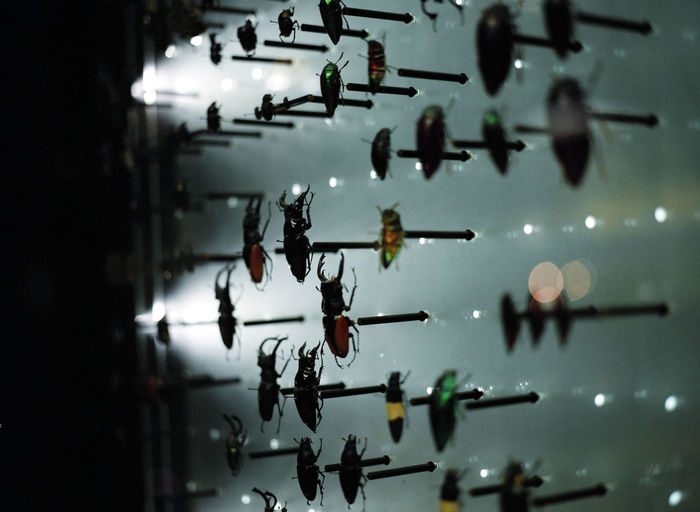 Close-up of dead insects on glass at museum