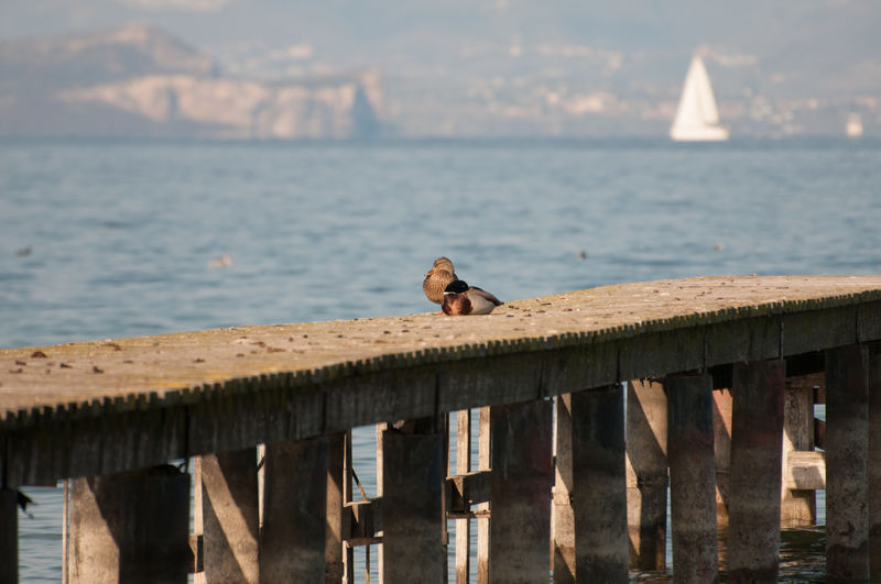 Seagull perching on retaining wall by sea