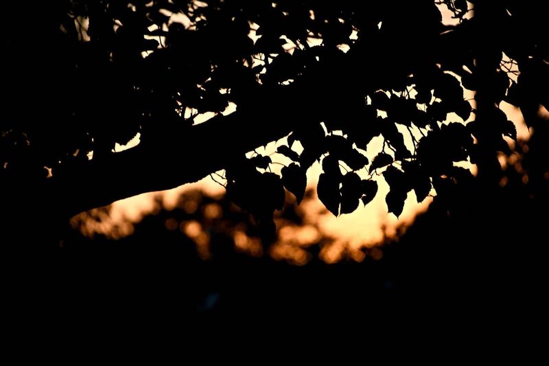 Close-up of silhouette tree at sunset