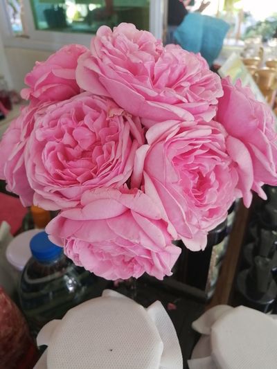Close-up of pink roses in vase