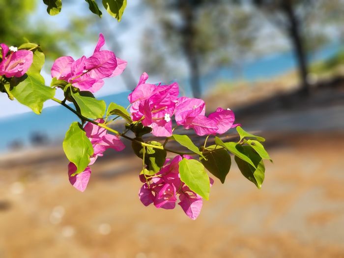 Close-up of pink flowering plant