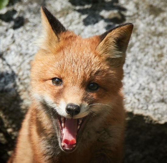Close-up of fox pup