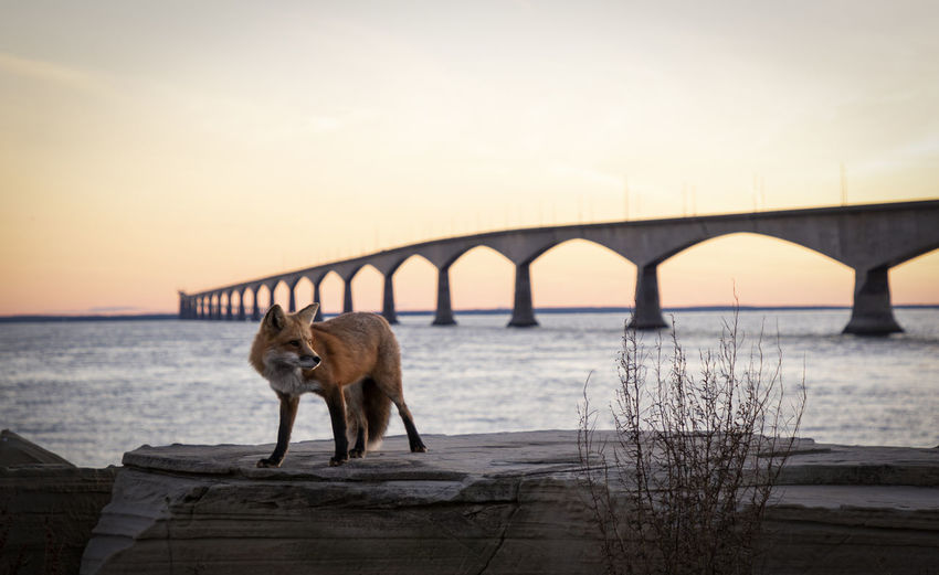 Red fox at confederation bridge