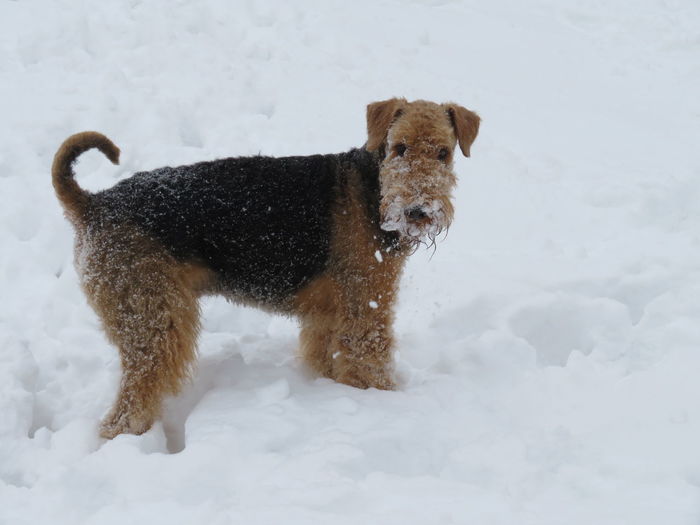 Dog on snow field