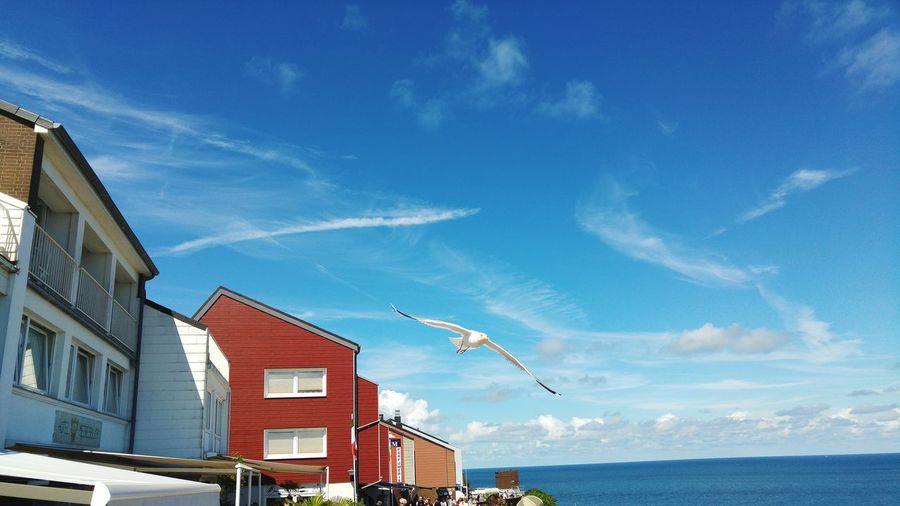 Low angle view of seagull lying by buildings against sea and sky during sunny day