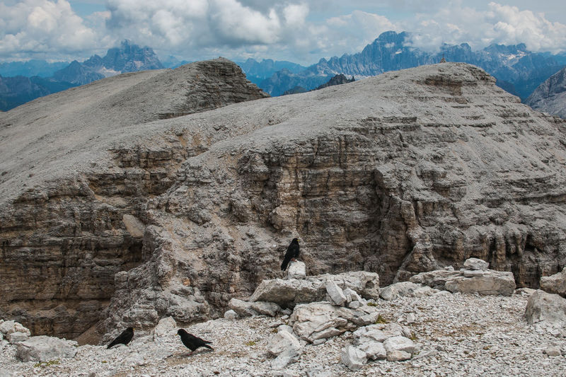 Three black crows in the rock of pass pordoi