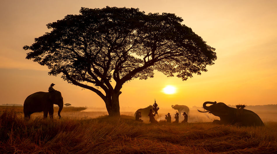 People praying by elephants on land during sunset