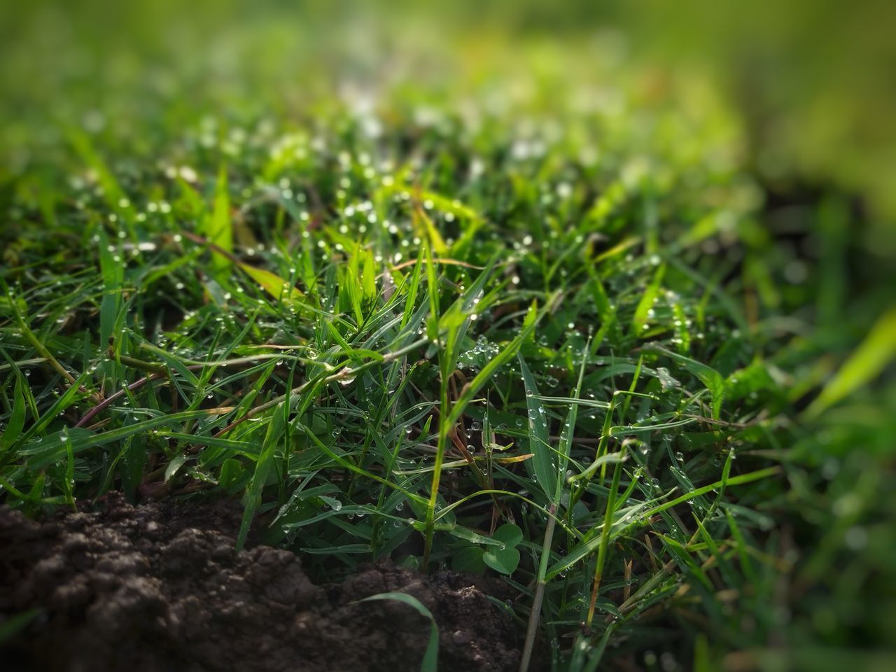 CLOSE-UP OF WET PLANTS GROWING ON FIELD