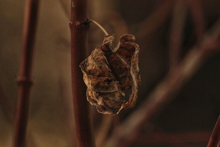 Close-up of dead plant