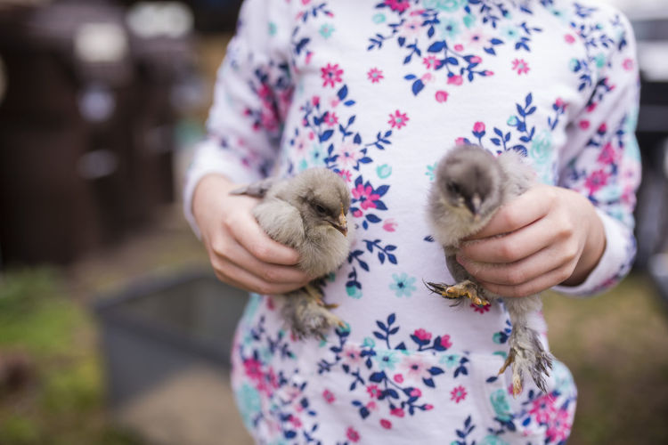 Midsection of girl holding baby chickens while standing on field