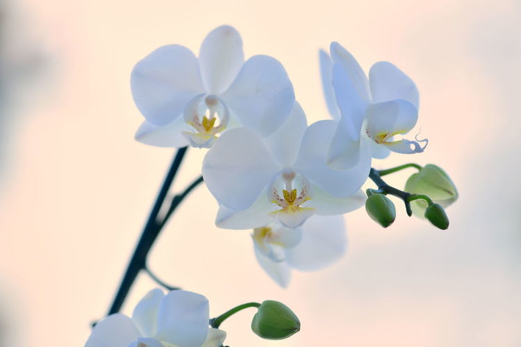 Close-up of white flowering orchid - natural beauty