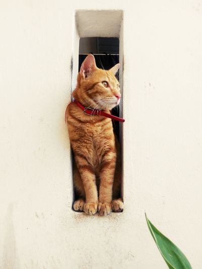 Close-up of ginger cat sitting in niche