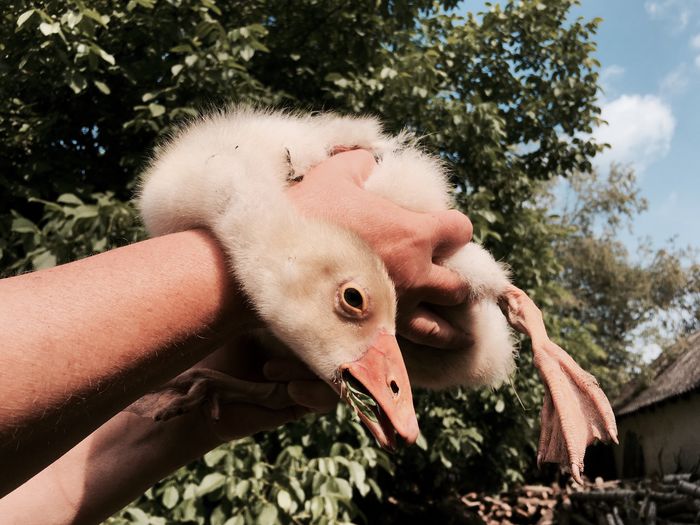 Cropped hands holding goose against tree