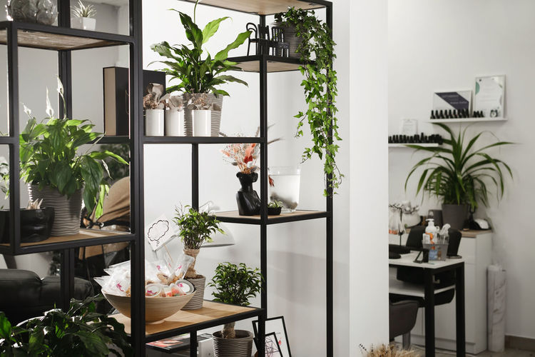 Potted plant on window