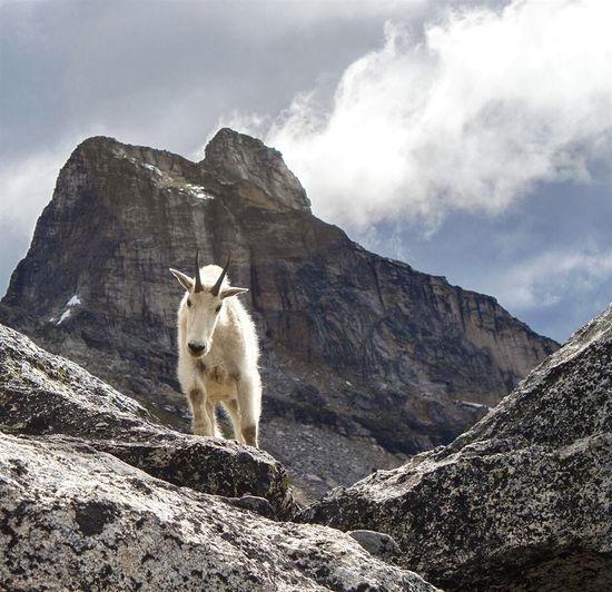 Low angle view of cat on rocky mountain against sky