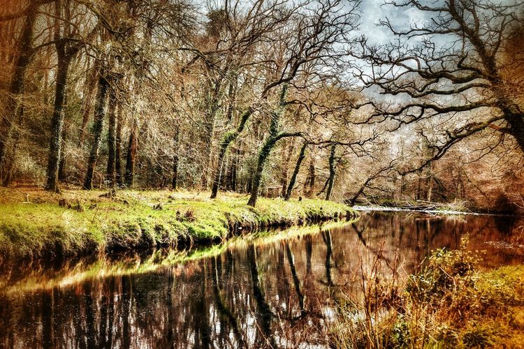 Reflection of trees in water
